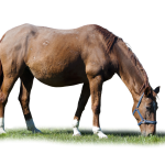 Brown-Horse-PNG-Image-Transparent