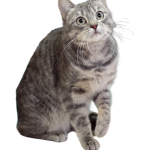 EUR_cat_transparent