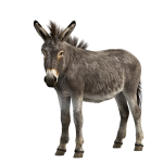a-donkey-standing-on-transparent-background-free-png
