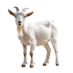 ai-generated-white-goat-isolated-on-transparent-background-png