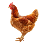 chicken-isolated-on-transparent-background-free-png