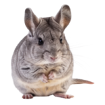 chinchillas-full-body-isolate-on-transparency-background-png