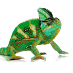 kameleon