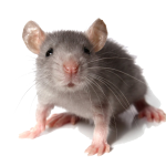 muis