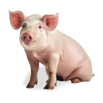 pig-sitting-isolated-on-transparent-background-generative-ai-png