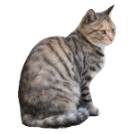 pngtree-an-adult-tabby-cat-png-image_5803657