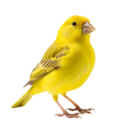 pngtree-beautiful-atlantic-canary-transparent-background-png-image_10196222