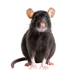 pngtree-black-and-gray-rat-png-image_14556174