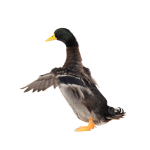 pngtree-duck-grey-nature-waterfowl-picture-image_13176663