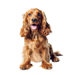 pngtree-english-cocker-spaniel-dog-on-transparent-png-image_14353036