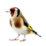pngtree-fullbody-goldfinch-bird-isolated-white-background-png-image_7079023