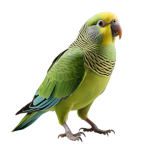 pngtree-parakeet-budgerigar-budgie-bird-on-transparent-background-png-image_13887790