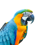 pngtree-poirtrait-colorful-parrot-on-transparent-png-image_9137653