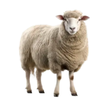 pngtree-sheep-isolated-on-transparent-background-png-image_7110061