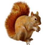 squirrel-transparent-background-free-png