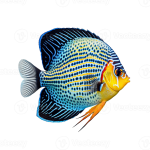 tropical-fish-isolated-on-transparent-background-created-with-generative-ai-png
